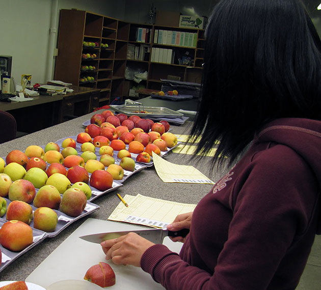 A woman slices apples in a lab