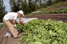 Students working at a row of lettuce.