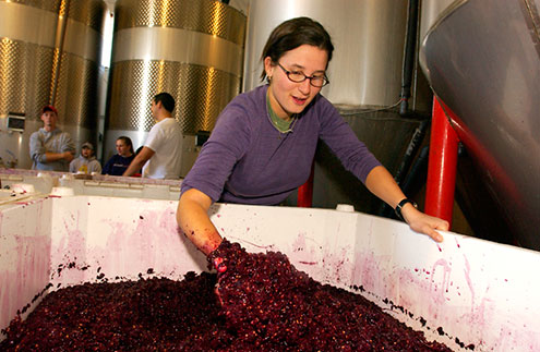 Student with their hand in a vat of grapes