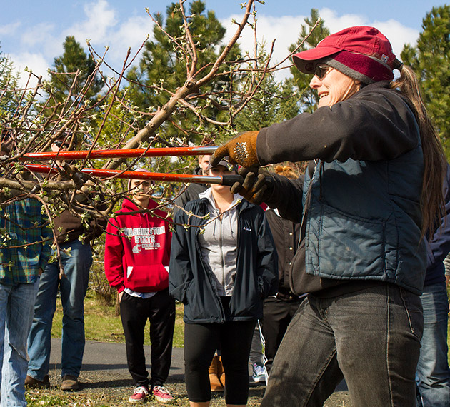 Teacher demonstrating tree pruning