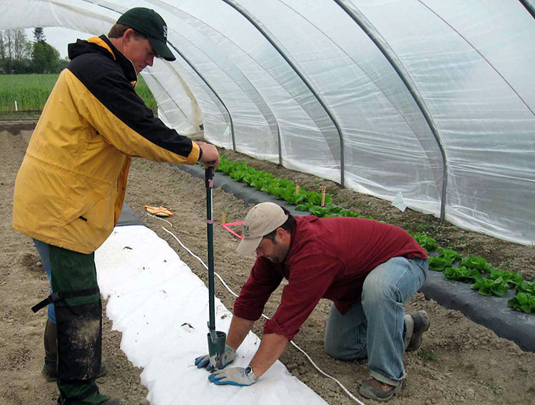 Men preparing garden beds for planting