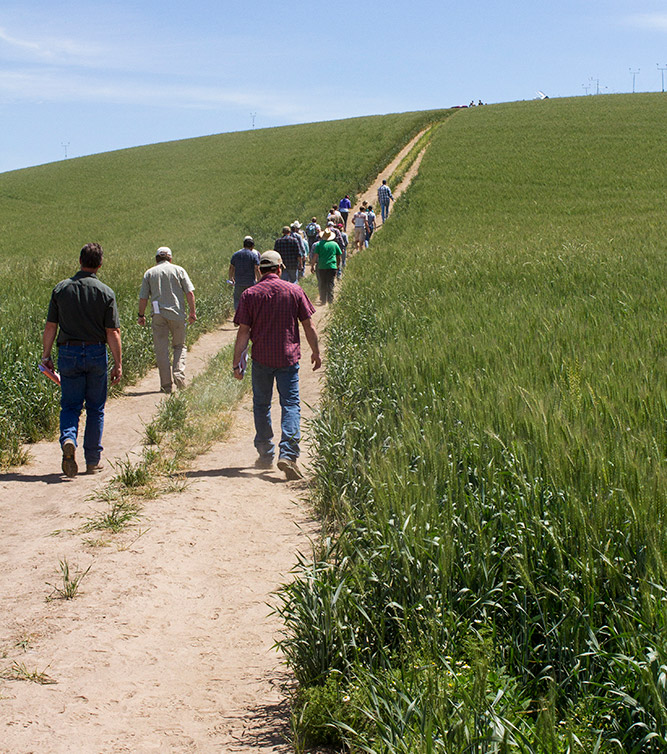 People walking in a field